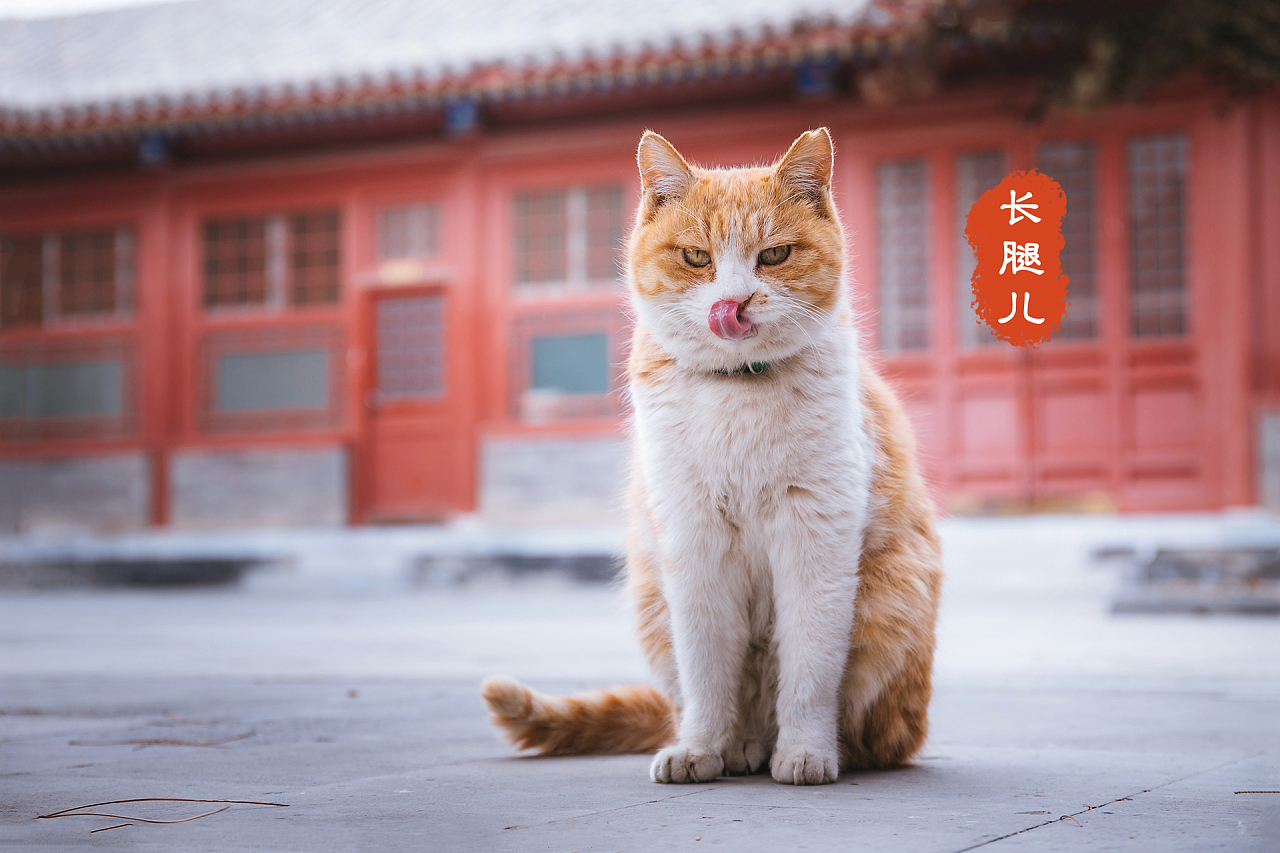 天龙江湖是啥意思(江湖天龙sf)